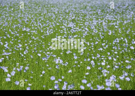 Lin (Linum usitatissimum): Une plante florissante de Flax, ou lin à une journée chaude d'été dans le nord de la France Banque D'Images