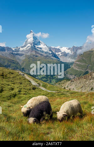 Naseux noir moutons dans les Alpes, avec le Cervin en arrière-plan. Zermatt, Suisse Banque D'Images