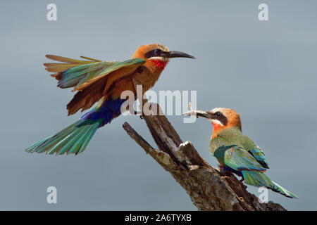 L'Oie rieuse Bee-eater - Merops bullockoides vert et orange et rouge oiseau largement diffusé de sous-L'Afrique équatoriale, nichent en petites colonies, digg