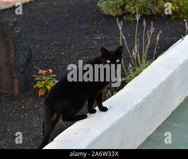 Un chat noir avec des yeux jaunes sur un mur blanc. Lanzarote, Espagne. Banque D'Images
