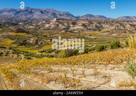 L'île de Crète, les vignobles et les champs à travers les vallées d'Héraklion, Crète, Grèce. Banque D'Images