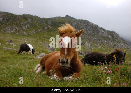 Plus de 700 poneys Shetland vivent dans le parc national de Snowdonia autour du lac Idwal (Cwm Idwal) au Pays de Galles. Banque D'Images