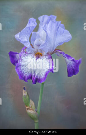 Gracieuse et unique violet lavande Iris flower et bud contre un fond mou Banque D'Images