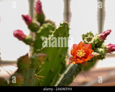 Fleur de cactus rouge avec de grandes aiguilles dans le parc. Banque D'Images