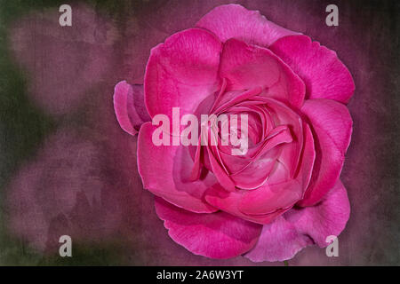 Pretty In Pink Rose Banque D'Images