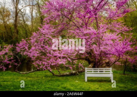 Redbud Tree au printemps - Vue d'un banc en bois blanc vide sous un arbre en fleurs Redbud. Cercis canadensis, est l'est de redbud. Banque D'Images