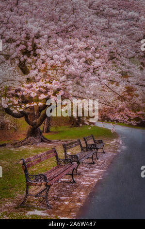 Branch Brook Park Fleurs de cerisier Banque D'Images