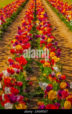 Rangées de tulipe - Lignes d'une grande variété de tulipes dans le domaine agricole au cours du printemps Banque D'Images