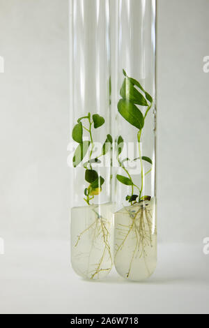 Close-up vue de plantes micro clonés dans des tubes à essai avec un milieu nutritif. La technologie de la micropropagation in vitro. Banque D'Images