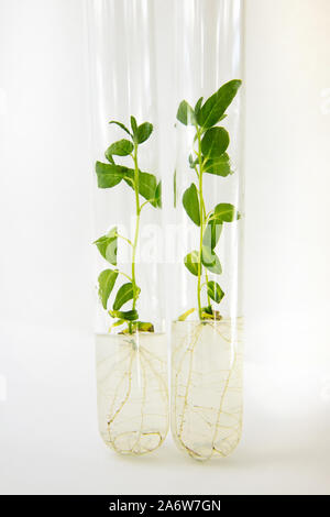 Close-up vue de plantes micro clonés dans des tubes à essai avec un milieu nutritif. La technologie de la micropropagation in vitro. Banque D'Images