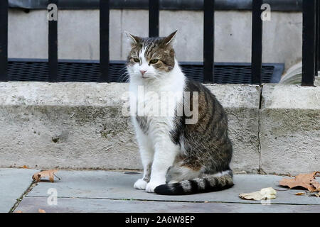 28 octobre 2019, Londres, Royaume-Uni : Larry, le 10 Downing Street cat et Chef du Bureau du Cabinet à Mouser est vue à Downing Street. (Crédit Image : © Steve Taylor/SOPA des images à l'aide de Zuma sur le fil) Banque D'Images