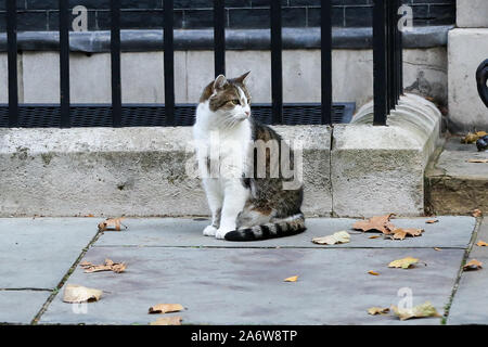 Londres, Royaume-Uni. 28 Oct, 2019. Larry, le 10 Downing Street cat et Chef du Bureau du Cabinet à Mouser est vue à Downing Street. Crédit : Steve Taylor/SOPA Images/ZUMA/Alamy Fil Live News Banque D'Images