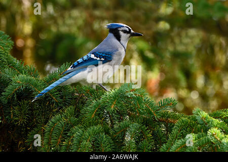 Une vue de côté d'un geai bleu, Cyanocitta cristata, perché sur une branche d'épinette en Alberta Canada Banque D'Images