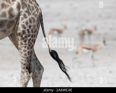 Queue de Girafe (Giraffa camelopardalis) avec les impalas dans l'arrière-plan dans le parc national d'Etosha, Namibie Banque D'Images