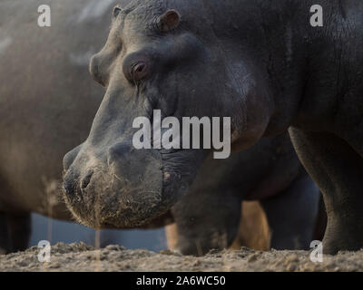 Un pack d'Hippopotame (Hippopotamus amphibius) repose près de l'eau dans l'Erindi réserver en Namibie Banque D'Images