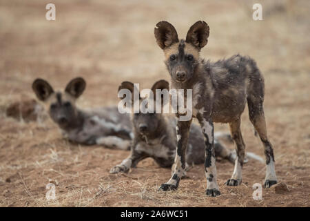 Lycaons (Lycaon pictus) dans Erindi Private Game Reserve, Namibie Banque D'Images