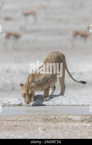 Une lionne (Panthera leo) de boire dans un étang à l'Etosha National Park, Namibie. Banque D'Images