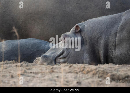 Un pack d'Hippopotame (Hippopotamus amphibius) repose près de l'eau dans l'Erindi réserver en Namibie Banque D'Images