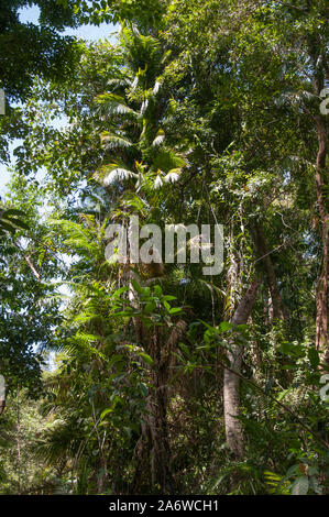 Forêt tropicale au Mont Alexandra Lookout sur la route de Cape Tribulation, Daintree National Park, North Queensland, Australie Banque D'Images