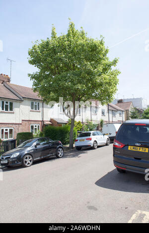 Sycomore panaché 'Brillantisimum' street tree, Muswell Hill, London N10 Banque D'Images