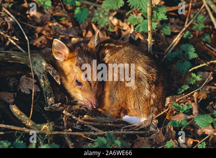 La faon MUNTJAC REEVE, des nouveau-nés (Muntiacus reevesi). Banque D'Images