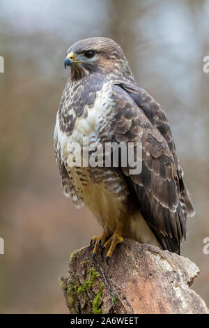 Buse variable (Buteo buteo), adulte perché sur un vieux tronc, Podlasie, Pologne Banque D'Images