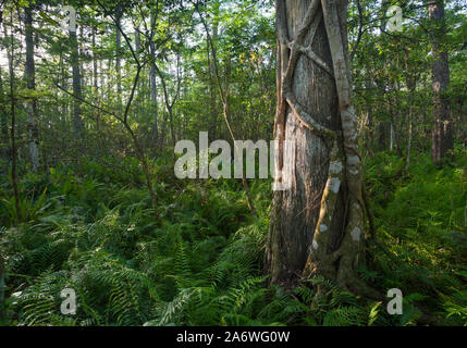 Cyprès chauve (Taxodium distichum) avec Strangler Fig (Ficus aurea) en été au lever du soleil, un tire-bouchon d'Audubon Swamp Sanctuary, nr. Naples, Floride, Banque D'Images