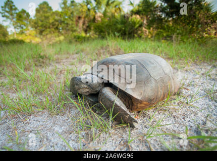 Gopher tortoise (Gopherus polyphemus) Cypress Équipage Dome trail, Florida, USA Banque D'Images