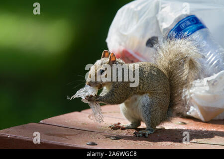 L'Écureuil gris (Sciurus carolinensis) nourrir au camp site, Florida, USA Banque D'Images