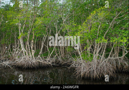 Mangrove rouge (Rhizophora mangle) Quatre Mile Cove Réserve écologique, Cape Coral, Florida, USA Banque D'Images