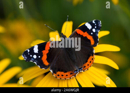Vulcain (Vanessa atalanta) dans l'alimentation sur le jardin black-eyed Susan flower (Rudbeckia hirta), West Sussex, UK. Septembre Banque D'Images