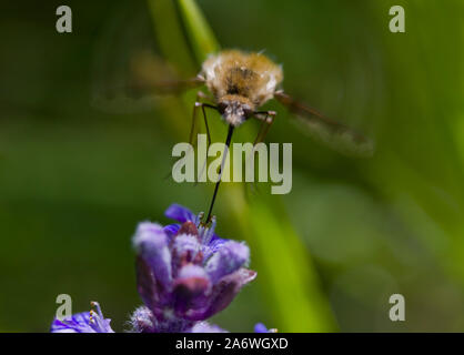 BEE-voler en vol (Bombylius major) en sirotant du nectar de fleur, Sussex, UK Banque D'Images