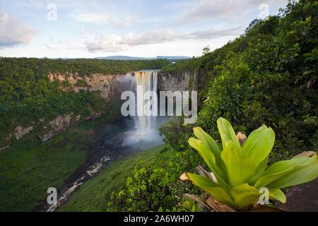 KAIETEUR FALLS et un réservoir en premier plan de broméliacées, Potaro rver, Guyana. Banque D'Images