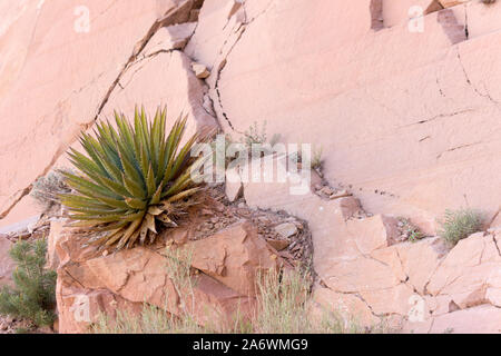 Yucca Yucca baccata ou banane accroché aux rochers de grès pastel contre une falaise dans le Parc National du Grand Canyon Banque D'Images