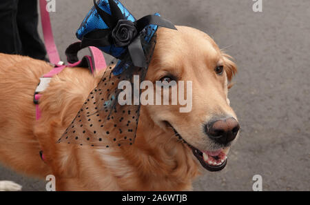 Close up of a Golden Retriever dog wearing a fancy lady's hat avec un voile. Banque D'Images