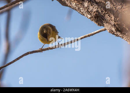 Paruline à Orange ci-dessous sa branche perchaude montrant les couleurs orange et jaune. Banque D'Images