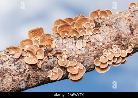 (Panellus stipticus panellus luminescents) champignons poussant sur le côté d'une branche d'arbre en décomposition. Banque D'Images