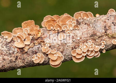 (Panellus stipticus panellus luminescents) champignons poussant sur le côté d'une branche d'arbre en décomposition. Banque D'Images