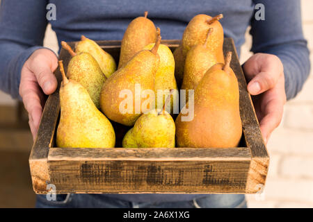 Les poires fraîches dans les mains. Poires juteuses savoureux dans la case, panier. Les fruits biologiques pour l'alimentation ou de jus de poire. Alimentation saine. La récolte de poires. Banque D'Images