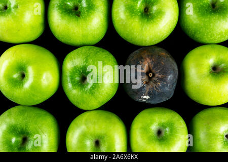 Pomme pourrie et fresh apple. La notion de corruption. Le concept de mauvaises personnes dans la société. Pomme pourrie entouré. Banque D'Images