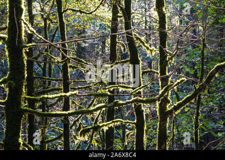 Parc national, l'if-buis grove à l'automne, à Sochi en Russie. 23 Octobre 2019 Banque D'Images