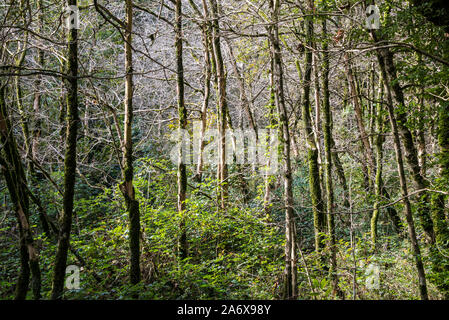 Parc national, l'if-buis grove à l'automne, à Sochi en Russie. 23 Octobre 2019 Banque D'Images