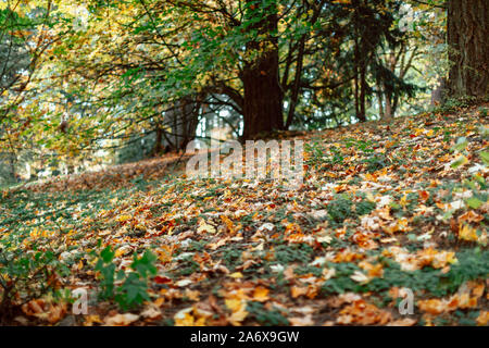 Les feuilles colorées dans la Mt. Tabor Park à Portland, Orégon, saison d'automne Banque D'Images