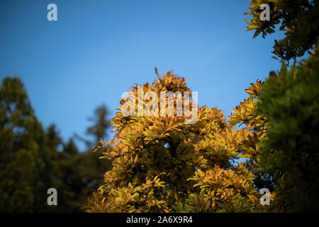 Les arbres d'automne à Mt. Tabor Park à Portland, Oregon Banque D'Images