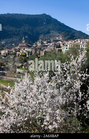 À fleur d'amandier Valldemossa, région, Comarca, Serra de Tramuntana, à Majorque, Baléares, Espagne, Île-Baleraric Banque D'Images