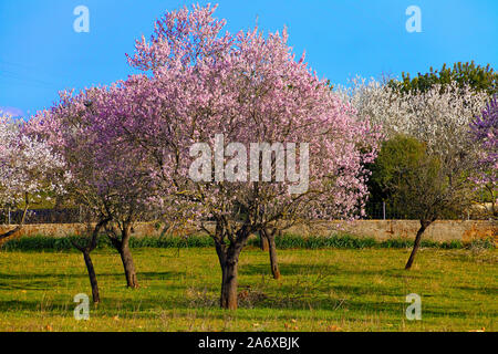 Amandiers prospères (Prunus dulcis) à fleur d'amandier, Alaro, Serra de Tramuntana, à Majorque, Baléares, Espagne, Île-Baleraric Banque D'Images