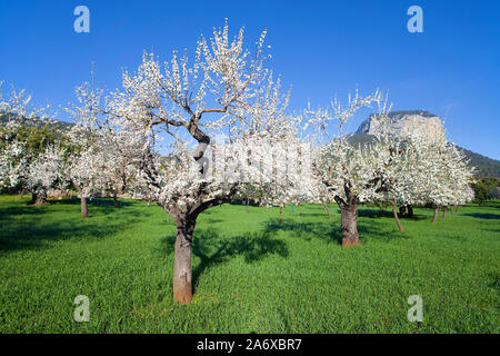 Amandiers prospères (Prunus dulcis) à fleur d'amandier, Alaro, Serra de Tramuntana, à Majorque, Baléares, Espagne, Île-Baleraric Banque D'Images