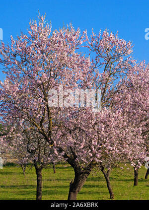 Amandiers prospères (Prunus dulcis) à fleur d'amandier, Alaro, Serra de Tramuntana, à Majorque, Baléares, Espagne, Île-Baleraric Banque D'Images