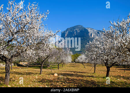 Amandiers prospères (Prunus dulcis) à fleur d'amandier, Alaro, Serra de Tramuntana, à Majorque, Baléares, Espagne, Île-Baleraric Banque D'Images