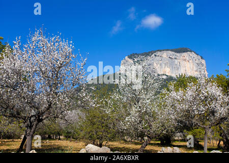 Amandiers prospères (Prunus dulcis) à fleur d'amandier, Alaro, Serra de Tramuntana, à Majorque, Baléares, Espagne, Île-Baleraric Banque D'Images